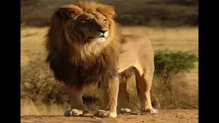 Lions vs Maasai Warriors Wildlife Animal || National Geographic Documentary  2017