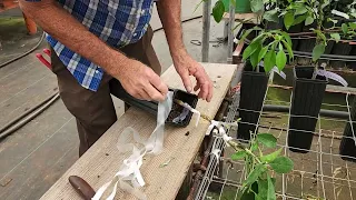 Citrus Cocktail Tree Multi Grafting Citrus at Madison Citrus Nursery