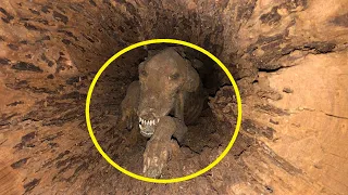 The loggers almost went crazy when they found this in a felled tree!