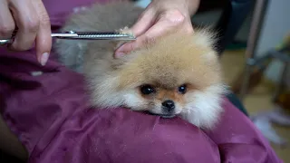 Pomeranian - grooming haircut with scissor 3-months puppy