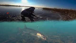 Первый лёд! Зимняя рыбалка на жерлицы! Щуки рвут и мечут!