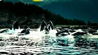 Whales.#Киты -великаны,их величие.