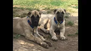 Yavrular Türkçe Versiyonu  -  Puppies Turkish Version