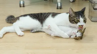 What Happens When a Big Cat Loves a Rescued Kitten So Much! │ Episode.78