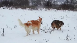 #Russiancaninegreyhound #greyhound #wolf Борзая и ручной волк | Greyhound and hand wolf