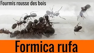 Ma colonie de Formica rufa ! (les fourmis rousses des bois) !