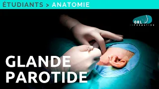 Formation Chirurgie ORL | Anatomie de la glande parotide