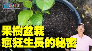 The secret of Potting fruit trees grow like crazy