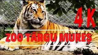 Ce poți vedea în România - Grădina Zoologică Târgu Mureș - 4K
