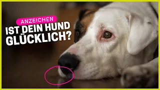 Top 9 Anzeichen, dass dein Hund bei dir glücklich ist!