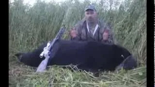 400lb Black Bear in Oat Field Outdoor Quest Outfitters Spot Stalk Bear