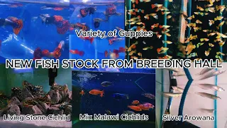 "Exploring the Latest Fish Stocks from the Breeding Hall | Dive into New Aquatic Wonders!"