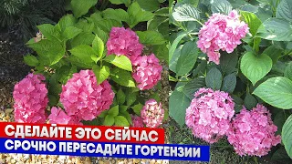 Сделайте это сейчас - срочно пересадите гортензии