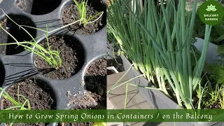 How to Grow Spring Onions in Containers / on the Balcony | From Seed to Harvest