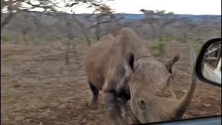 Rhino Charges and Hits Car!