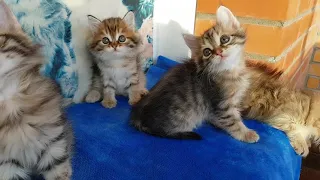 Сибирские котята - Siberian kittens