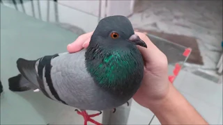 Cute Lovely Pigeon Pet