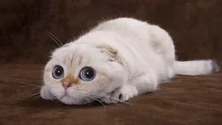 ♥Cute Cats and Kittens Doing Funny Things 2018♥ #4 - Funny Cat compilation