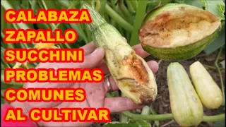 CALABAZA, ZAPALLO, SUCCHINI, PROBLEMAS COMUNES AL CULTIVAR 🥒🥒🥒 FÁCIL Y PRÁCTICO