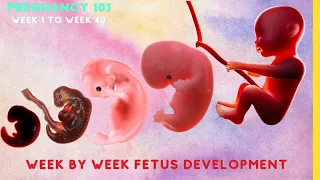Pregnancy Week by Week: Fetal Development from Week 0 to Week 40 #human #pregnancy #baby