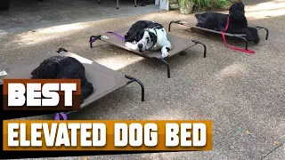 Best Elevated Dog Bed In 2024 - Top 10 Elevated Dog Beds Review