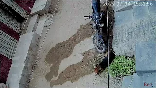 CCTV Footage of Dog eating Grass 😂😀