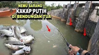 NEMU SARANG KAKAP PUTIH DI SPOT BENDUNGAN TUA