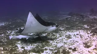 spotted eagle ray, Cozumel Mexico,