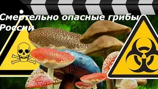 СМЕРТЕЛЬНО ОПАСНЫЕ ГРИБЫ. СВЕРХТОКСИЧНОСТЬ.