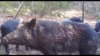 Texas Hog hunting for a bow Trifecta Episode 59