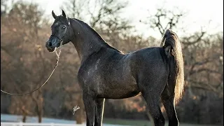 Ibn gaishea star  (GAISHEA ‏ by BEY SHAH X PHARAOH HB )