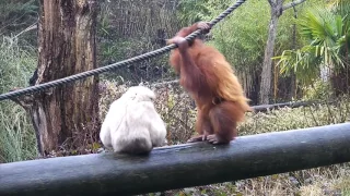 Kea the Sumatran Orangutan & Hazel the Gibbon at Jersey Zoo