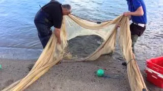 Shetting for Sandeels on Crinnis Beach