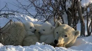 Polar Bear Cubs Disrupt Mom's Nap