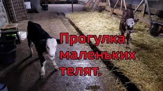 Выпустили всех на прогулку, даже маленьких телят.