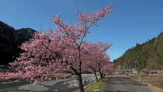 南信州遠山郷 河津桜の桜並木を歩いてみた