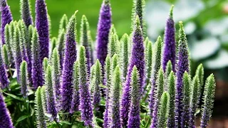 Best Perennials, Veronica 'Royal Candles' (Speedwell)