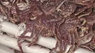 Dutch Harbor's Crabbing Industry