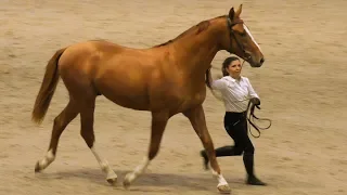 ДОНЧАК - золотая лошадь! #ИППОсфера 2019 Парад Пород /Редкая порода лошадей донская