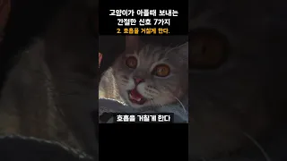 고양이가 아플때 보이는 간절한 신호 2