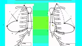 26 Thorax             Surface anatomy of the lung