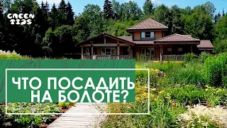 ВОСХИТИТЕЛЬНЫй САД вместо болота. Влаголюбивые растения