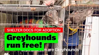 Greyhounds Run Free from Shelter | Adopt Brax or Tim | Gentle Giants
