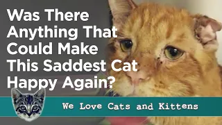 Is this the Saddest Cat? What Can Make Him Happy Again?