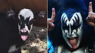 This Baby Cow Looks Identical To KISS Rocker Gene Simmons