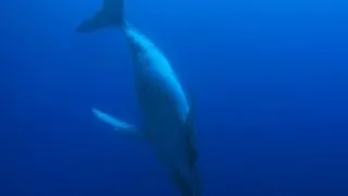 Humpback whales communicate through sound without vocal chords