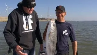 How To Bait Fish Delta Stripers - IF