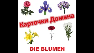 Карточки Домана №7 DIE BLUMEN  - ЦВЕТЫ (немецкий язык)