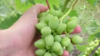 Стан виноградника на 19.07. Виноград 2018