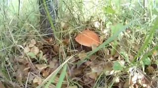 В поисках грибов. Подосиновики